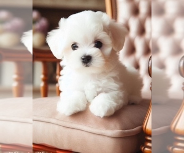Medium Photo #1 Maltese Puppy For Sale in DELTONA, FL, USA