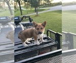 Small #9 Pembroke Welsh Corgi