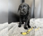 Puppy 8 Chocolate Labrador retriever-German Shepherd Dog Mix
