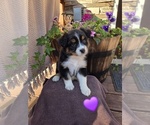 Puppy Biscuit Australian Shepherd