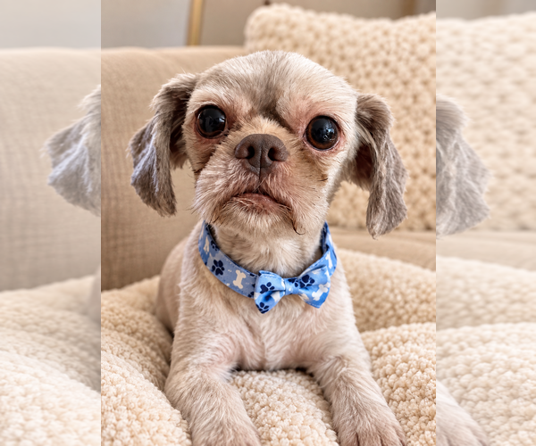 Medium Photo #3 Shih Tzu Puppy For Sale in Euless, TX, USA