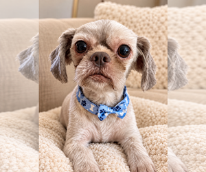 Matt - Male Shih Tzu Dog for Adoption - Photo #3