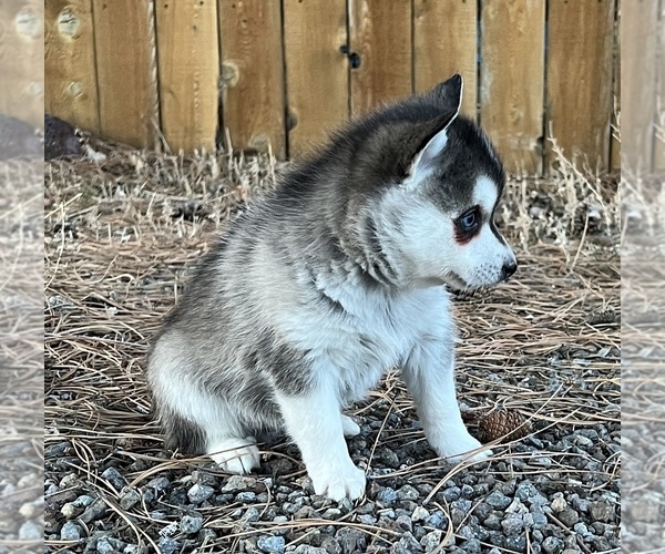 Medium Photo #2 Alaskan Klee Kai Puppy For Sale in MOUNTAIN HOME, ID, USA