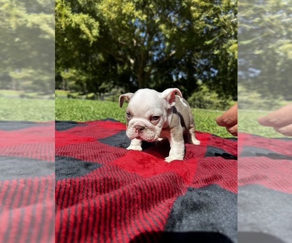 Medium Photo #3 English Bulldog Puppy For Sale in FRESNO, CA, USA