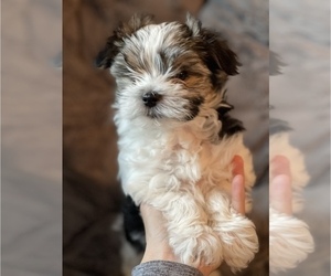 Morkie Puppy for sale in CANYON COUNTRY, CA, USA