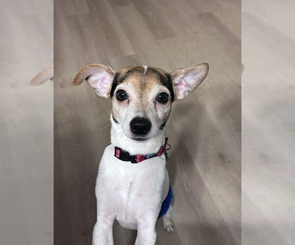 Medium Photo #2 Chihuahua-Unknown Mix Puppy For Sale in Mundelein, IL, USA