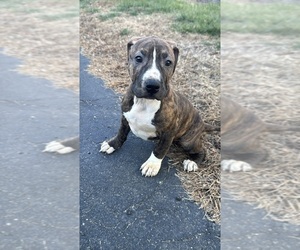American Pit Bull Terrier Puppy for Sale in BROCKTON, Massachusetts USA