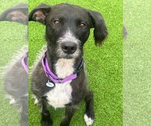 German Wirehaired Pointer-Unknown Mix Dogs for adoption in Cave Creek, AZ, USA