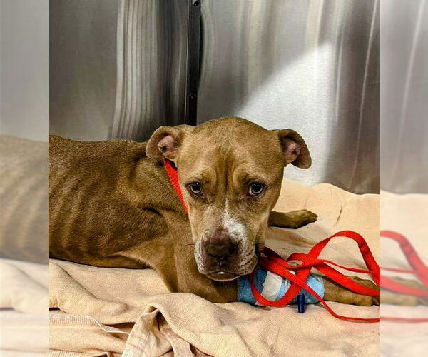 Medium Photo #1 American Staffordshire Terrier-Unknown Mix Puppy For Sale in columbia, SC, USA