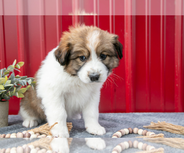 Medium Photo #3 Australian Shepherd Puppy For Sale in GREENFIELD, OH, USA