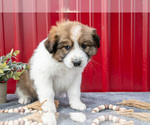 Small #2 Australian Shepherd