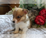 Small Photo #11 Pembroke Welsh Corgi Puppy For Sale in SHILOH, OH, USA