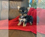 Small Photo #2 Yorkshire Terrier Puppy For Sale in PEMBROKE PINES, FL, USA