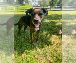 Bogle Dogs for adoption in Aurora, IN, USA