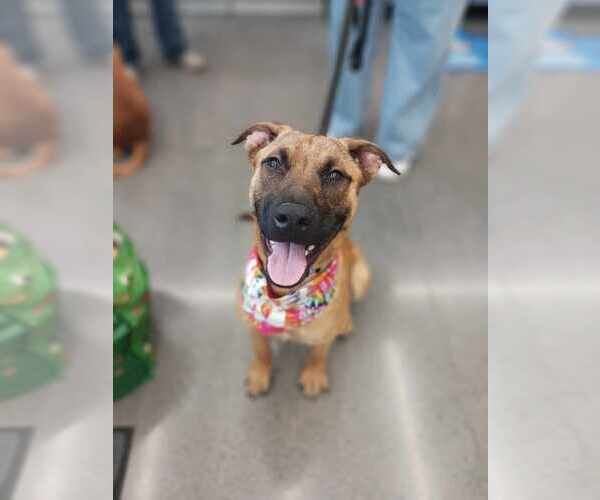 Medium Photo #2 Mutt Puppy For Sale in Minneapolis, MN, USA