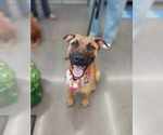Small #1 Mutt
