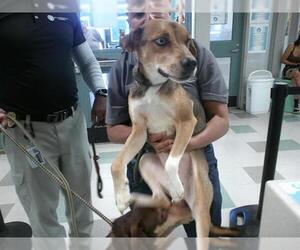 Mutt Dogs for adoption in Oklahoma City, OK, USA