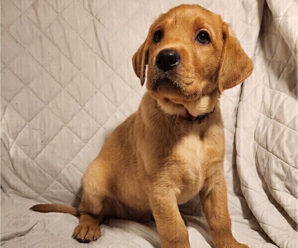 Medium Photo #59 Labrador Retriever Puppy For Sale in BUFFALO, NY, USA