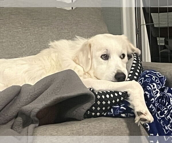 Medium Photo #10 Great Pyrenees Puppy For Sale in Dallas, TX, USA