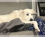 Small #9 Great Pyrenees