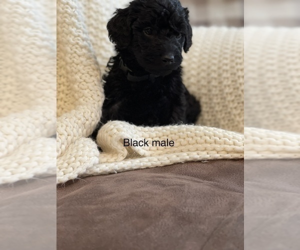 Medium Photo #4 Labradoodle Puppy For Sale in LIBERTY, IL, USA