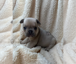 Small French Bulldog