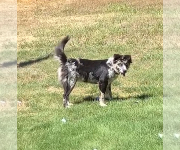 Medium Photo #1 Ausky Puppy For Sale in BATTLE GROUND, WA, USA