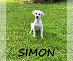 Small #3 Shih-Poo