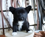 Small Photo #4 Pembroke Welsh Corgi-Pomeranian Mix Puppy For Sale in HONEY BROOK, PA, USA