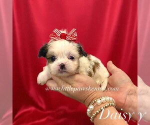 Mal-Shi Puppy for sale in WINNSBORO, LA, USA