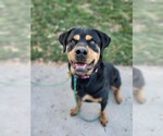 Small #3 Rottweiler Mix