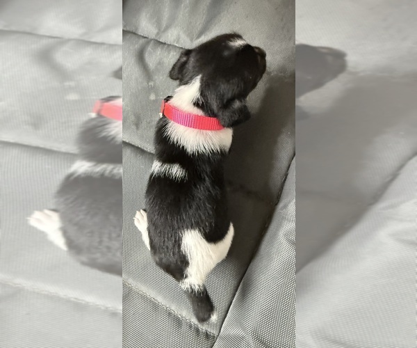 Medium Photo #15 Jack Russell Terrier Puppy For Sale in FREEMAN, MO, USA