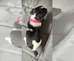 Small Photo #15 Jack Russell Terrier Puppy For Sale in FREEMAN, MO, USA