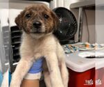 Small #1 Spaniel Mix