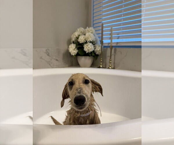 Medium Photo #4 Golden Labrador Puppy For Sale in Lakewood, CO, USA