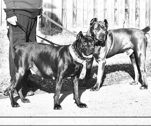 Medium Photo #1 Cane Corso Puppy For Sale in ANDERSON, IN, USA