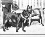 Small Photo #1 Cane Corso Puppy For Sale in ANDERSON, IN, USA