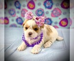 Small #1 Shorkie Tzu