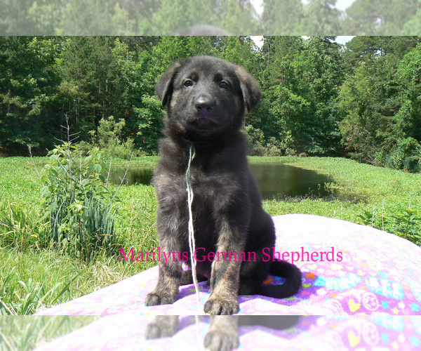 Medium Photo #4 German Shepherd Dog Puppy For Sale in PIEDMONT, MO, USA