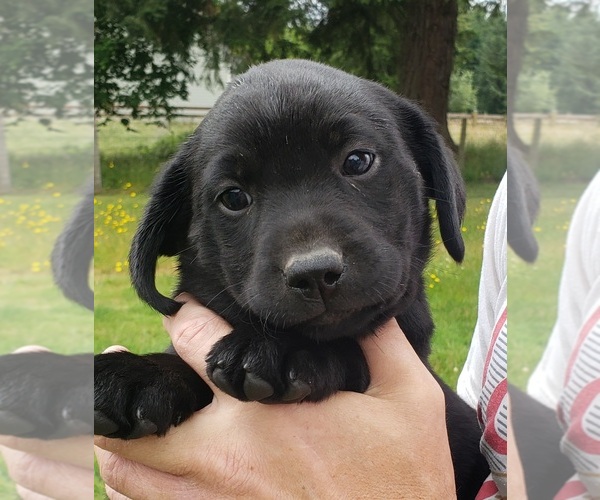 Medium Photo #18 Labrador Retriever Puppy For Sale in OLYMPIA, WA, USA