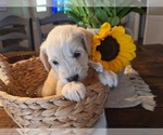 Small #3 Goldendoodle