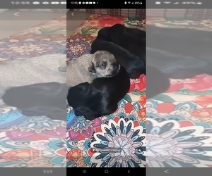 Schnauzer (Miniature) Puppy for sale in MOUNT AIRY, MD, USA