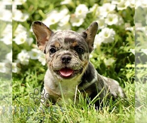 French Bulldog Puppy for sale in RONKS, PA, USA