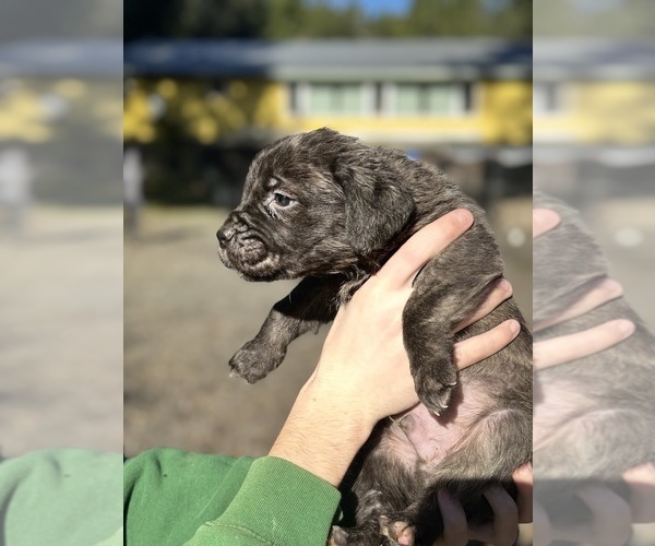 Medium Photo #9 Cane Corso Puppy For Sale in SEBASTOPOL, CA, USA