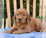 Small Golden Irish