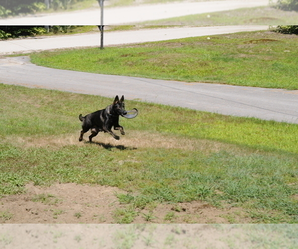 Medium Photo #1 German Shepherd Dog Puppy For Sale in NORTHWOOD, NH, USA