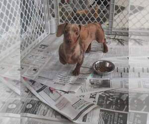 Dachshund Puppy for sale in CHANUTE, KS, USA