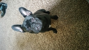 French Bulldog Puppy for sale in CROSSROADS, TX, USA