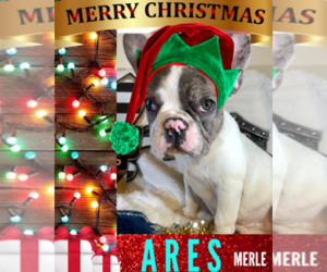 French Bulldog Puppy for sale in HEATHROW, FL, USA