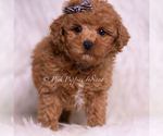 Small #4 Maltipoo (Toy)